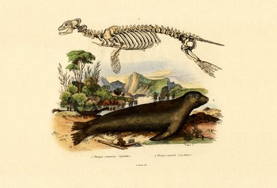 Cape Fur Seal by French School